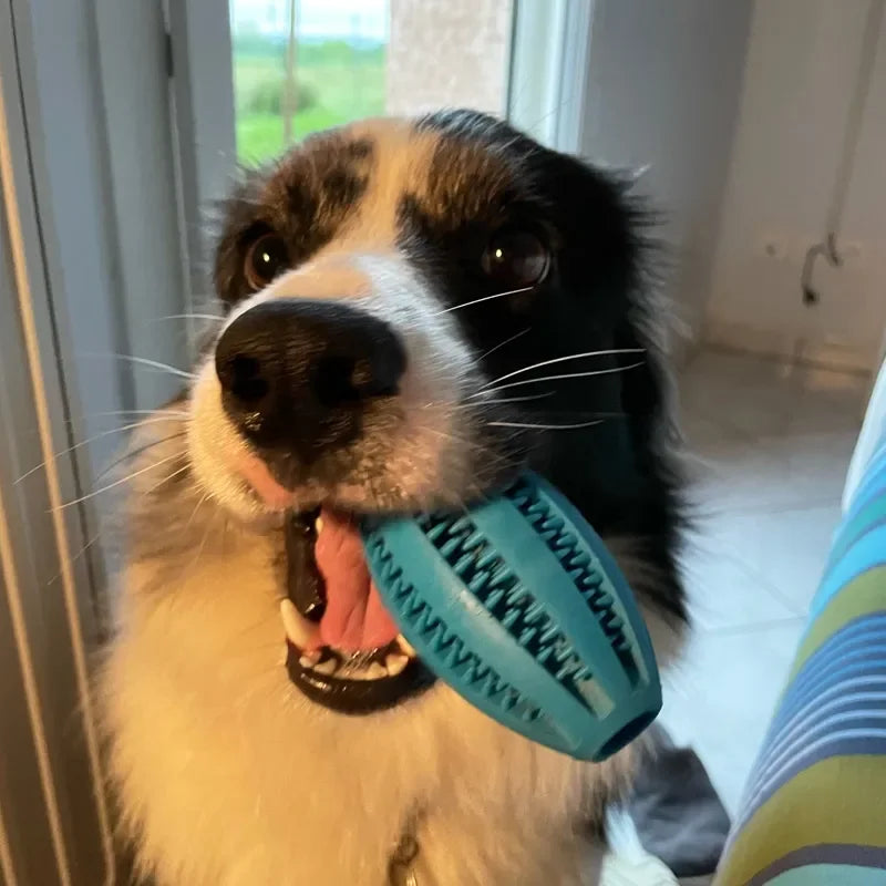 Pet Dog Chew Bouncy Ball Toy