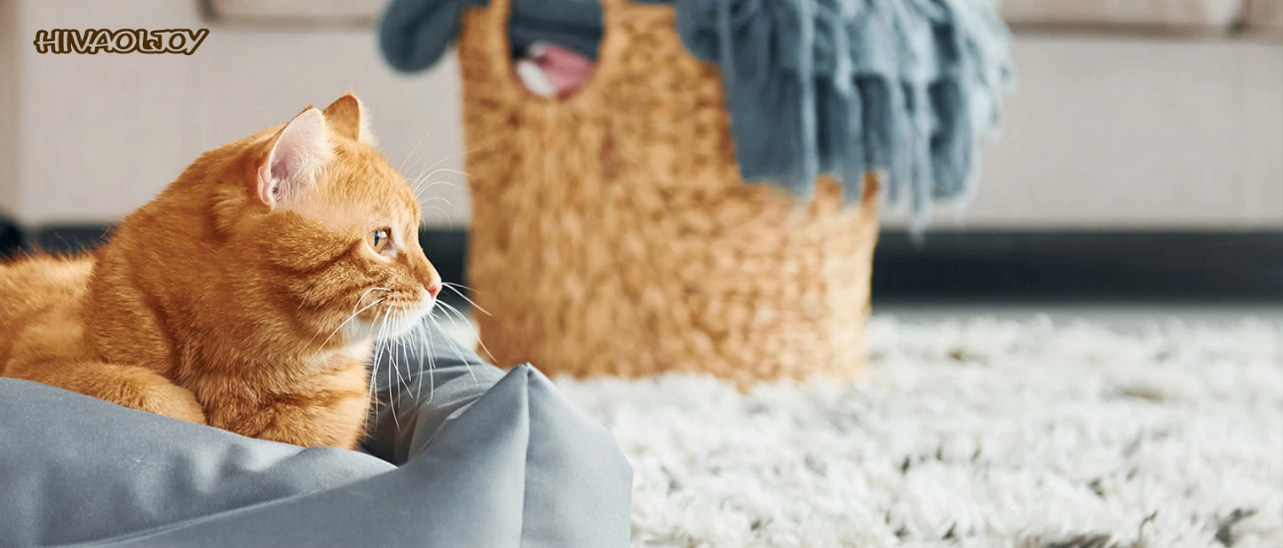 Cat Scratch Board Toy