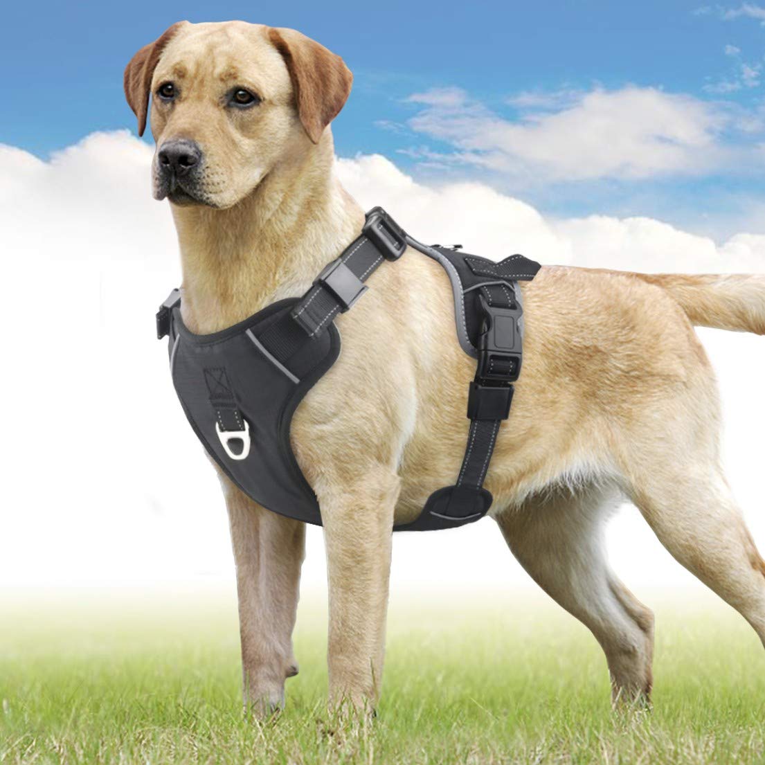 Dogs Harness